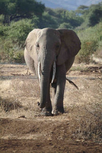 Elephant walking in a field