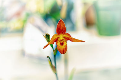 Close-up of flower on plant