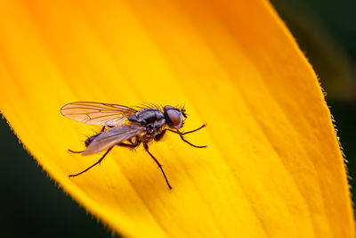 Close-up of bee on yellow flower