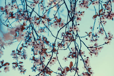 Flowering tree cherry blossom