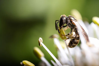 Close-up of wild bee on flower