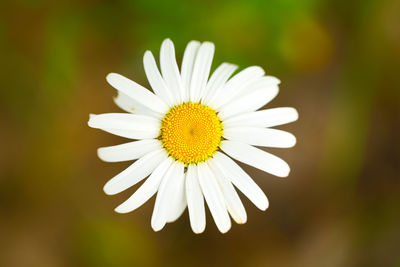 Close-up of yellow flower blooming outdoors