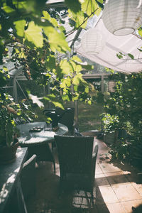 Potted plants hanging in greenhouse