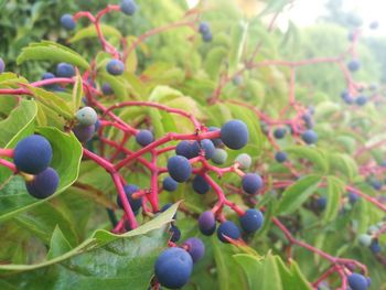 Close-up of berries growing on tree