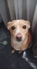 High angle portrait of dog at home