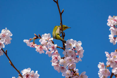 Low angle view of cherry blossoms against blue sky