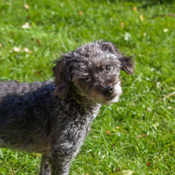 Portrait of dog on field