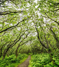 Trees growing in forest