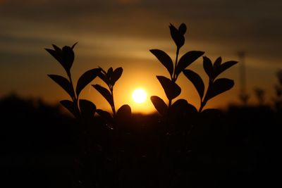 Silhouette leaves against sky during sunset