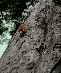 Close-up of insect on tree trunk