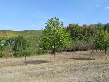 Trees on field against sky
