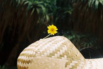 Close-up of yellow flowering plants in basket