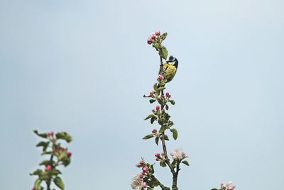 Close-up of bird perching on tree against sky