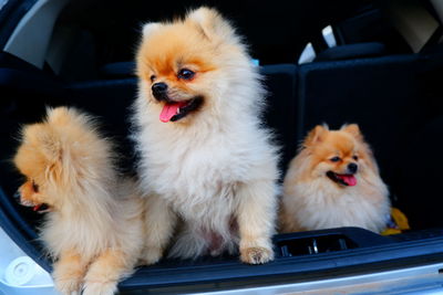 View of dog in car