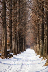 Snow covered trees in forest