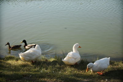 Seagulls on lakeshore