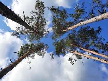 Low angle view of trees against sky