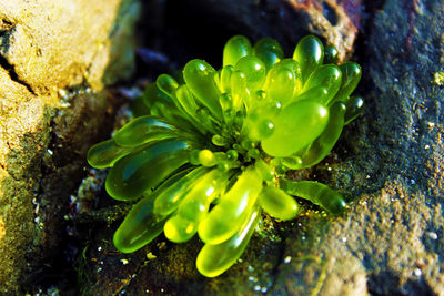 High angle view of plant growing on rock