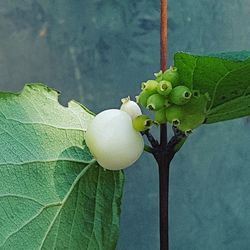 Close-up of fruit growing on tree