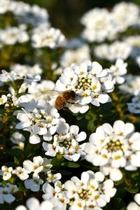 Close-up of bee on white flowering plant