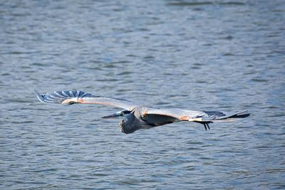 Bird flying over sea