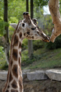 Close-up of giraffe against trees