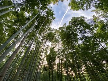 Low angle view of sunlight streaming through trees in forest