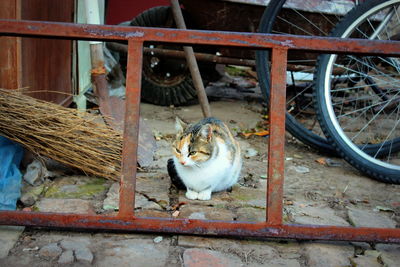 Close-up of cat