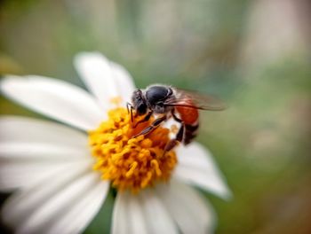 Close-up of bee pollinating on flower