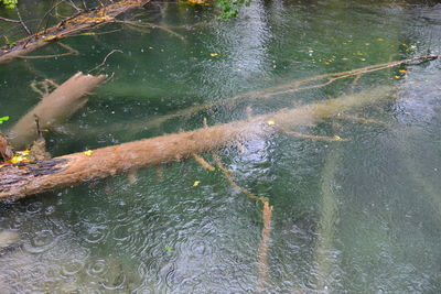 High angle view of fish swimming in water