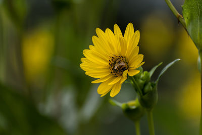 Close-up of bee pollinating yellow flower