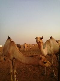 Horses in desert against clear sky