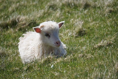 Sheep on grassy field