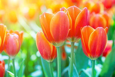 Close-up of red tulips in field