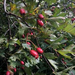 Close-up of red berries on tree