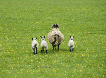 Rear view of sheep and three lambs in field