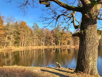 Reflection of trees in lake against sky