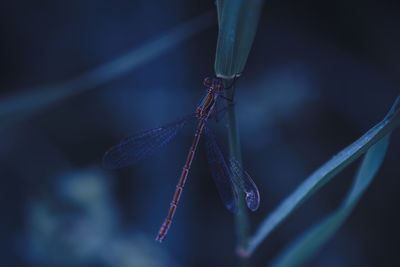 Close-up of damselfly on plant