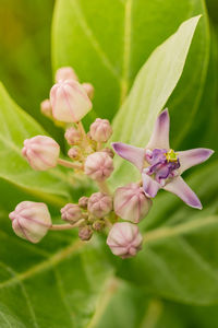 Close-up of pink flowering plant