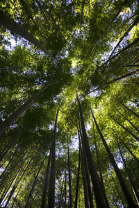 Low angle view of bamboo trees in forest