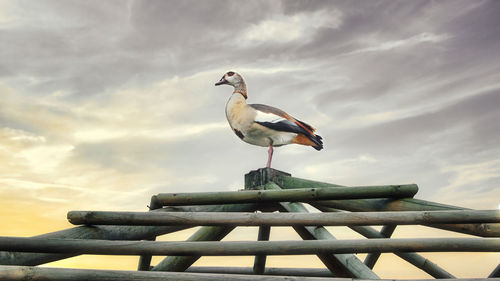 Low angle view of seagull perching on railing