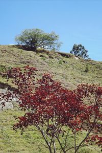 Trees growing on field against clear sky