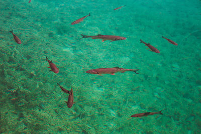 High angle view of fishes swimming in sea