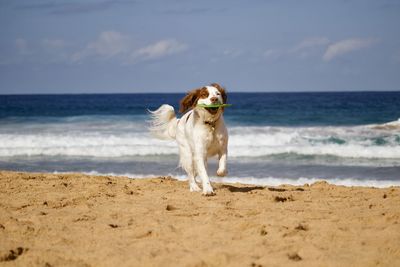 Dog on the beach