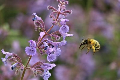 Close-up of bee on purple flowers