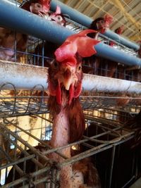 Close-up of a bird in cage