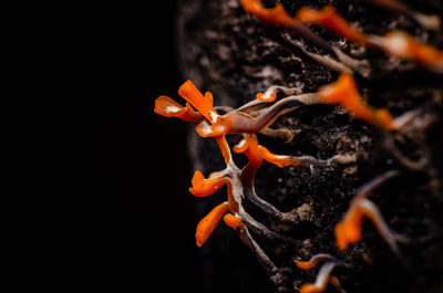 Close-up of orange rose flower