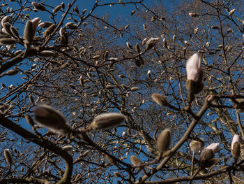 Low angle view of bird perching on tree against sky