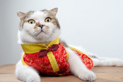 Cat looking away while sitting on white background