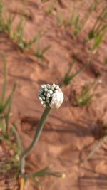 Close-up of flower growing on plant